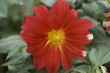 Blooming dahlia flower