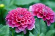 Pink dahlia flowers