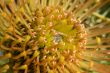 Yellow blooming protea pincushion