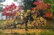 Maple