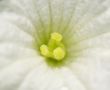 Closeup of white flower