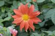 Blooming dahlia flower