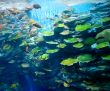 Corals with fish
