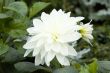 Blooming dahlia flower