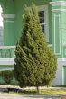 Single tree