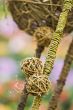 Decorative with stalks