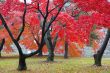 Maple