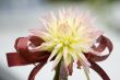 Blooming dahlia flower