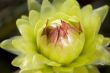 Green dahlia flower