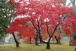 Maple