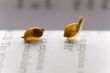 Small snails