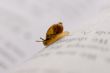 Small snail
