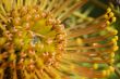 Yellow blooming protea pincushion