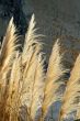 Bulrush against sunlight