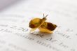 Small snails