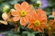 Blooming dahlia flowers