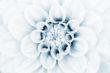 Dahlia flower closeup
