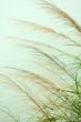 Bulrush