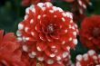 Blooming dahlia flowers