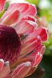 Close up blooming protea
