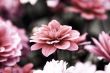Blooming dahlia flowers