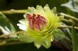 Green dahlia flower