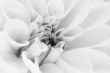 Dahlia flower closeup