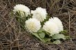 Decorative of dahlia flowers over dired stalk