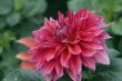 Rosy dahlia flower