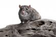 Gray Rat