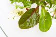 salad leaves