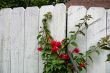 Cottage Fence