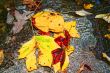 Autumn Leaves in Water