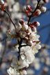 Spring branch of a blossoming tree