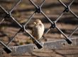 Sparrow on an iron fencing