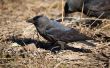 Two jackdaws