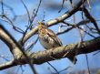 fieldfare on a tree branch