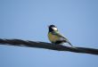 Titmouse sitting on wires