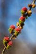 Blossoming branch of a larch