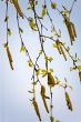 Branches of a birch