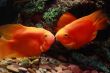 Two kissing orange fishes