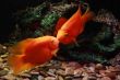 Two kissing orange fishes