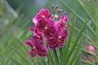 Vanda, Orchid