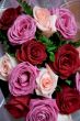 Bunch of roses