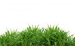 Green grass