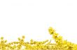 Yellow plant
