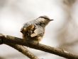 nuthatch