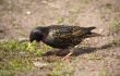 starling hunts on worms