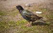 Starling on a grass