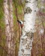 Woodpecker on a birch